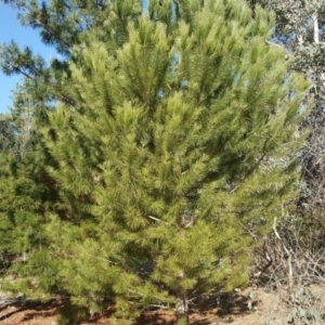 Pinus pinea at Isaacs, ACT - 26 Aug 2018