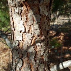 Pinus pinea at Isaacs, ACT - 26 Aug 2018 02:49 PM