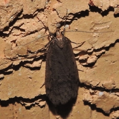 Oecophoridae provisional species 1 at Wanniassa, ACT - 16 Aug 2018 by JohnBundock