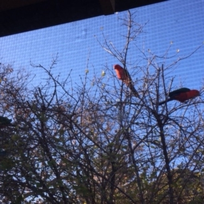 Alisterus scapularis (Australian King-Parrot) at Hughes, ACT - 16 Aug 2018 by KL