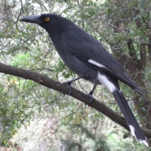 Strepera graculina at Canberra Central, ACT - 19 Apr 2015