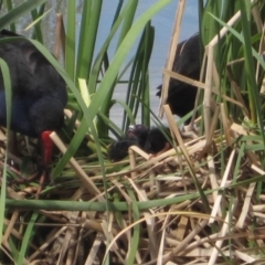 Porphyrio melanotus (Australasian Swamphen) at Mount Ainslie to Black Mountain - 22 Sep 2015 by natureguy