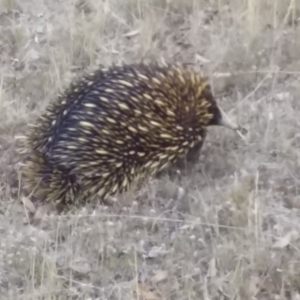 Tachyglossus aculeatus at Forde, ACT - 9 Jan 2017 07:16 AM