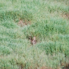 Gallinago hardwickii (Latham's Snipe) at Jerrabomberra Wetlands - 28 Jan 2012 by natureguy