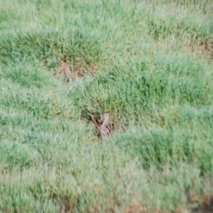 Gallinago hardwickii at Fyshwick, ACT - 29 Jan 2012