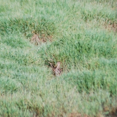 Gallinago hardwickii (Latham's Snipe) at Jerrabomberra Wetlands - 28 Jan 2012 by natureguy