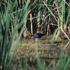 Porphyrio melanotus (Australasian Swamphen) at Jerrabomberra Wetlands - 28 Jan 2012 by natureguy