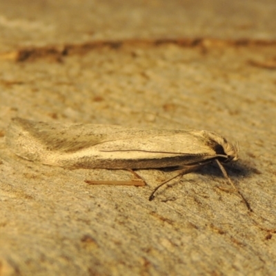 Philobota xiphostola at Conder, ACT - 15 Aug 2018 by MichaelBedingfield