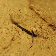 Philobota xiphostola at Conder, ACT - 15 Aug 2018