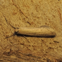 Philobota xiphostola at Conder, ACT - 15 Aug 2018