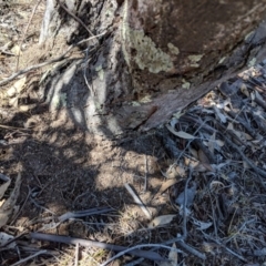 Papyrius nitidus (Shining Coconut Ant) at Symonston, ACT - 16 Aug 2018 by JackyF