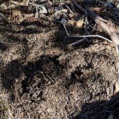 Papyrius nitidus at Symonston, ACT - 16 Aug 2018