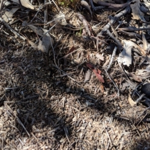 Papyrius nitidus at Symonston, ACT - 16 Aug 2018