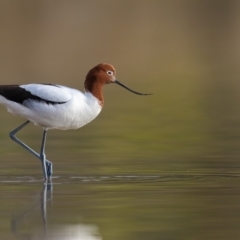 Recurvirostra novaehollandiae (Red-necked Avocet) at Eden, NSW - 17 Aug 2018 by Leo