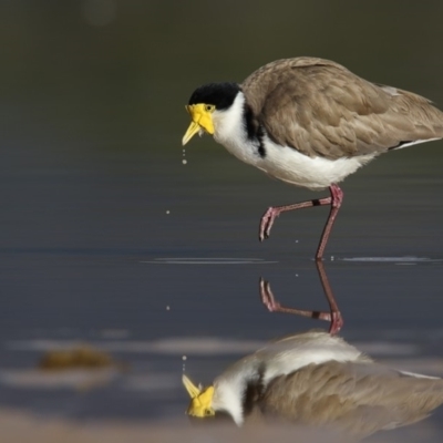 Vanellus miles (Masked Lapwing) at Eden, NSW - 16 Aug 2018 by Leo