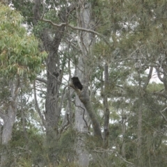 Native tree with hollow(s) (Native tree with hollow(s)) at Narooma, NSW - 17 Aug 2018 by nickhopkins