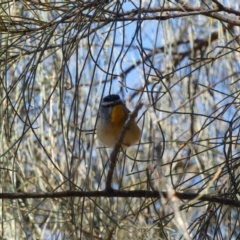 Pardalotus punctatus at Majura, ACT - 17 Aug 2018 11:10 AM