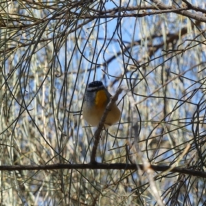 Pardalotus punctatus at Majura, ACT - 17 Aug 2018 11:10 AM