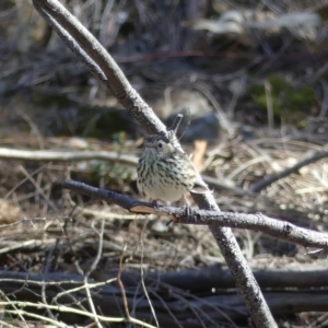 Pyrrholaemus sagittatus at Majura, ACT - 17 Aug 2018 11:11 AM