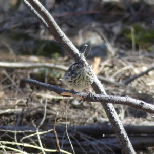 Pyrrholaemus sagittatus at Majura, ACT - 17 Aug 2018 11:11 AM