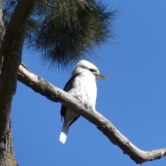 Dacelo novaeguineae (Laughing Kookaburra) at Hackett, ACT - 17 Aug 2018 by WalterEgo