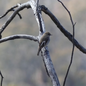 Petroica phoenicea at Majura, ACT - 17 Aug 2018