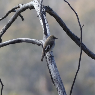 Petroica phoenicea (Flame Robin) at Majura, ACT - 17 Aug 2018 by WalterEgo