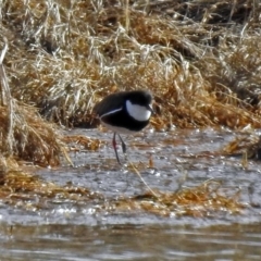 Erythrogonys cinctus (Red-kneed Dotterel) at Fyshwick, ACT - 17 Aug 2018 by RodDeb