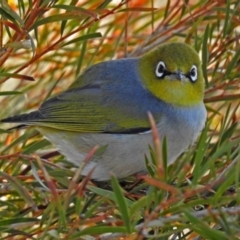 Zosterops lateralis (Silvereye) at Fyshwick, ACT - 17 Aug 2018 by RodDeb