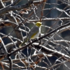 Ptilotula penicillata at Fyshwick, ACT - 17 Aug 2018