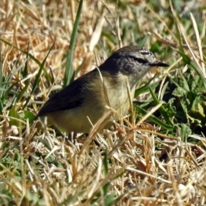 Acanthiza chrysorrhoa at Fyshwick, ACT - 17 Aug 2018