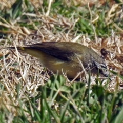 Acanthiza chrysorrhoa at Fyshwick, ACT - 17 Aug 2018