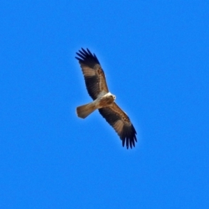 Haliastur sphenurus at Fyshwick, ACT - 17 Aug 2018