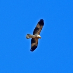 Haliastur sphenurus at Fyshwick, ACT - 17 Aug 2018 11:32 AM