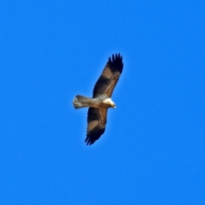 Haliastur sphenurus at Fyshwick, ACT - 17 Aug 2018