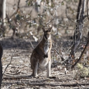 Notamacropus rufogriseus at Forde, ACT - 17 Aug 2018 11:00 AM