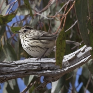 Pyrrholaemus sagittatus at Gungahlin, ACT - 17 Aug 2018