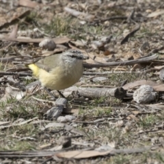 Acanthiza chrysorrhoa (Yellow-rumped Thornbill) at Gungahlin, ACT - 17 Aug 2018 by Alison Milton