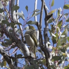 Ptilotula penicillata (White-plumed Honeyeater) at Gungahlin, ACT - 17 Aug 2018 by AlisonMilton