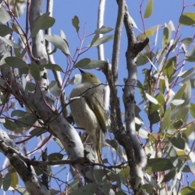 Ptilotula penicillata (White-plumed Honeyeater) at Gungahlin, ACT - 17 Aug 2018 by Alison Milton