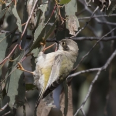 Melithreptus brevirostris (Brown-headed Honeyeater) at Gungahlin, ACT - 17 Aug 2018 by Alison Milton