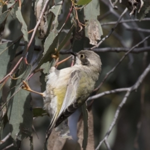 Melithreptus brevirostris at Gungahlin, ACT - 17 Aug 2018 12:02 PM