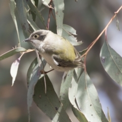 Melithreptus brevirostris at Gungahlin, ACT - 17 Aug 2018 12:02 PM
