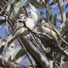 Melithreptus brevirostris at Gungahlin, ACT - 17 Aug 2018 12:02 PM