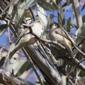 Melithreptus brevirostris at Gungahlin, ACT - 17 Aug 2018 12:02 PM