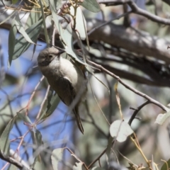 Melithreptus brevirostris at Gungahlin, ACT - 17 Aug 2018 12:02 PM