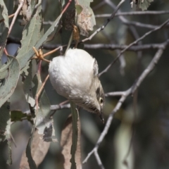 Melithreptus brevirostris at Gungahlin, ACT - 17 Aug 2018 12:02 PM