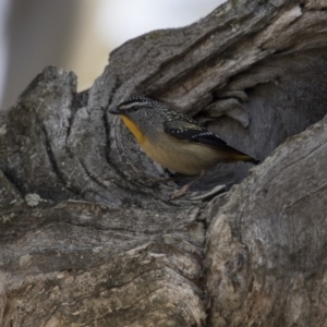 Pardalotus punctatus at Gungahlin, ACT - 17 Aug 2018