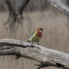 Platycercus eximius (Eastern Rosella) at Gungahlin, ACT - 17 Aug 2018 by Alison Milton