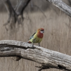 Platycercus eximius at Gungahlin, ACT - 17 Aug 2018